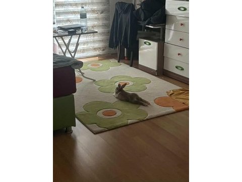 Safkan hollanda tavşanı aşırı evcil işemesi yok