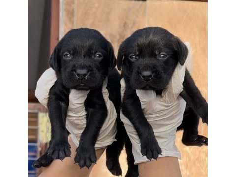 Labrador redriever sevimli yavrular