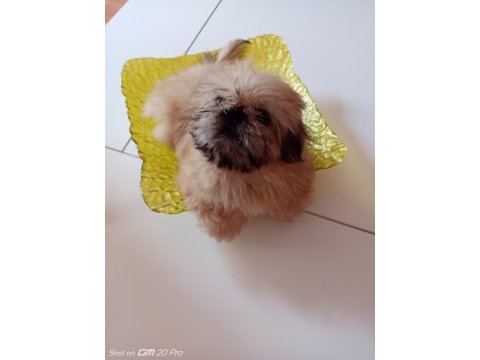 Minik kızımıza yuva arıyoruz shih tzu