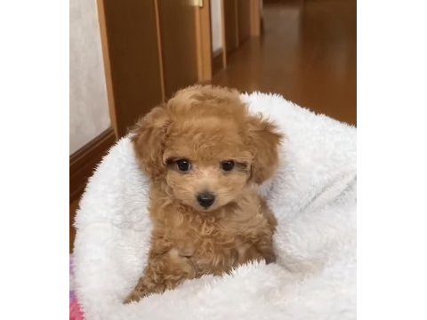 A kalite kıvırcık maltipoo