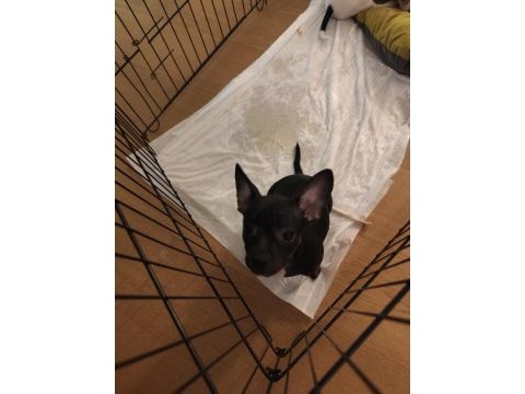 Yavru köpeklerimizi sahiplendirme
