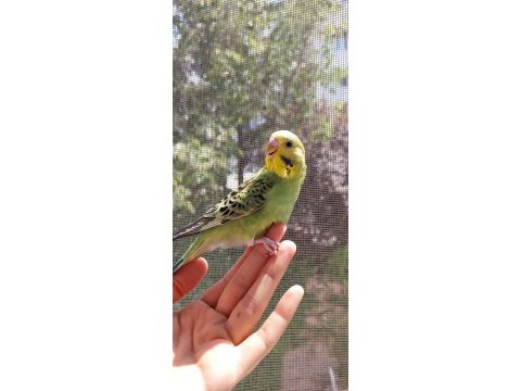 Öğretmenden evde beslenen temiz bakımlı muhabbet kuşları