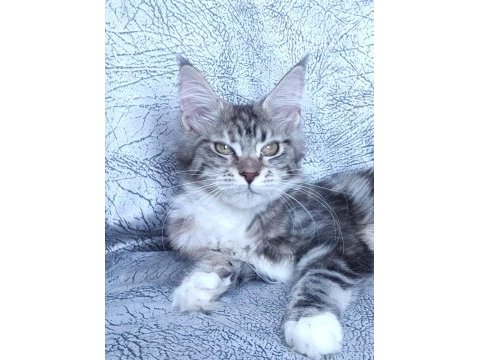 Xxl dev maine coon iri kan hattı