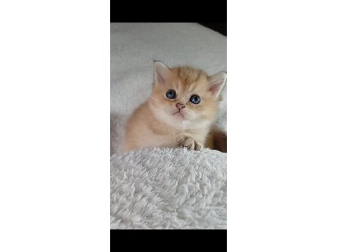 Veteriner kontrollu golden bebeklerimiz