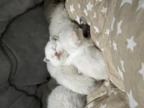 British shorthair beyaz kedimiz