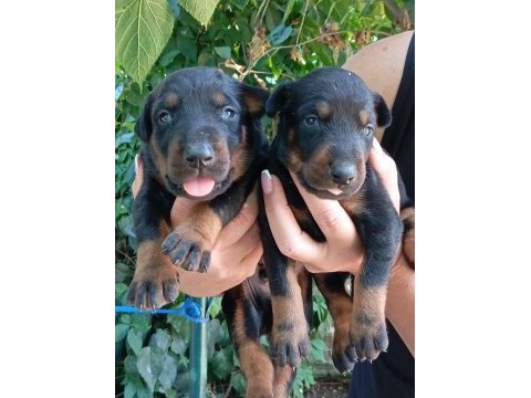Irk ve sağlık garanti doberman yavrularımız