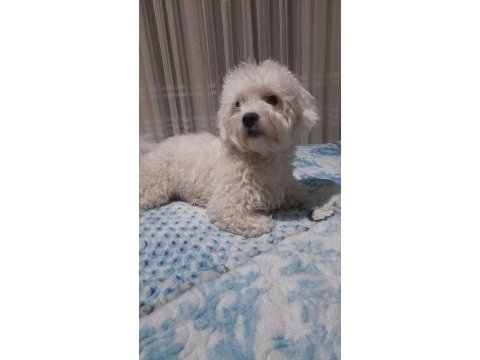 Coton de tulear 1 buçuk yaşında pekinez