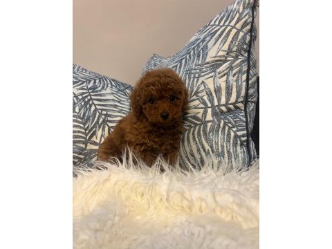 Toy poodle dişi yavru