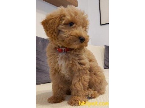 Dişi maltipoo eğitimli