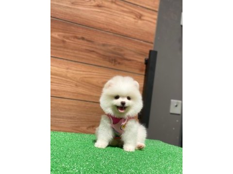 Dünya tatlısı pomeranian yavrularım