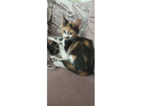 Bebek calico kediler