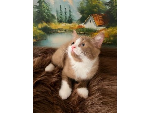 Çikolata ve cinnamon bicolor british shorthair