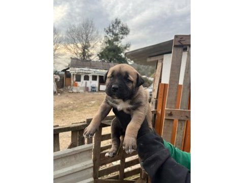 Presa canario yavrular