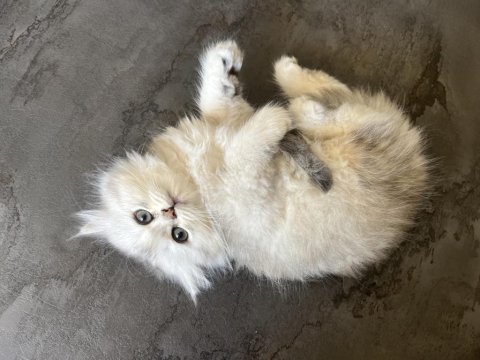 British longhair uzun tüylü