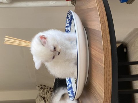 Harika chinchilla sevecen yavrularımız