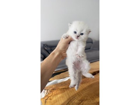 Efsane yavrular british longhair