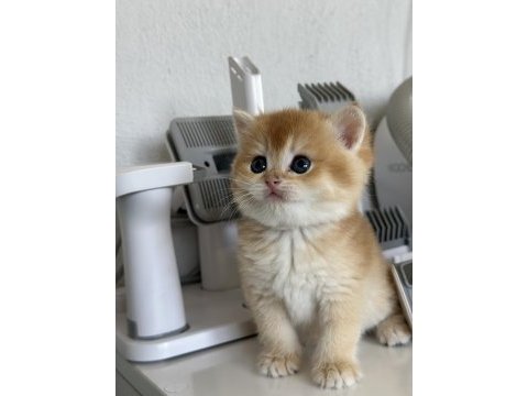 Orjinalşecereli ny12 british shorthair gold yavrum