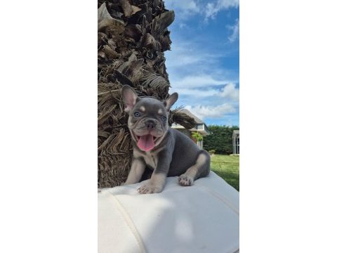 French bulldog yavruları çiftlikten