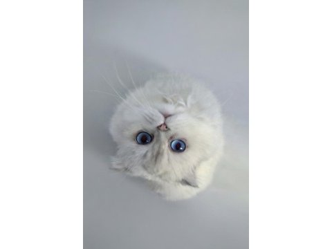 Masmavi gözlü scottish fold kedim