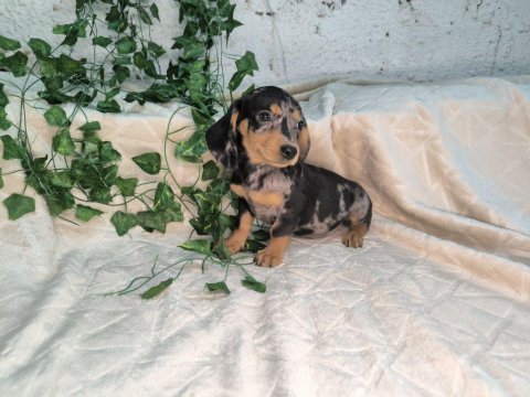 Sevimli sosis dachshund bebekler