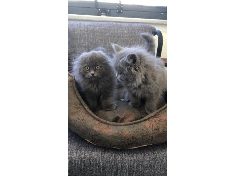 Uzun tüy 2 aylık erkek scottish fold