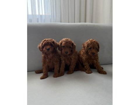 Ev ortamından toy poodle yavrular