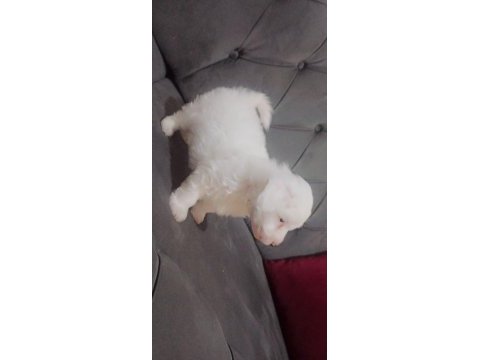 Malta terrier 0 numara kaçırmayın.