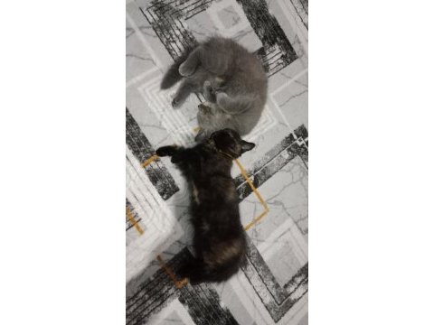 Yavrularımızı sahiplendiriyoruz scottish fold