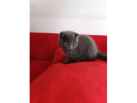 Kaliteli uygun puanlı scottish fold
