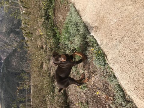 Yavru erkek kızıl doberman