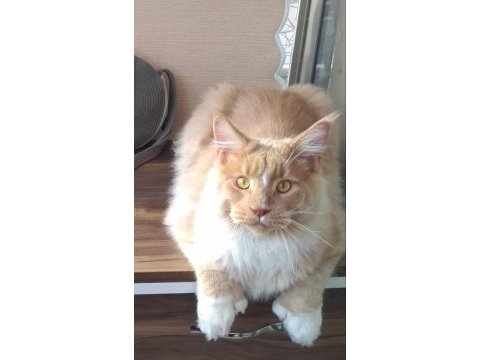 1 yaşında simba yeni sahiplerini arıyor.