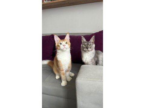 Renkli gözlü maine coon bebeklerimiz
