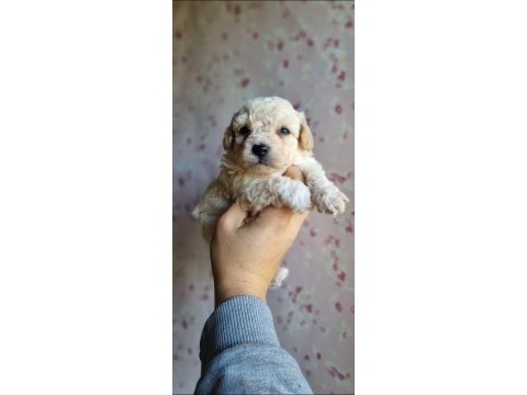 Mini boy maltipoo bebekler