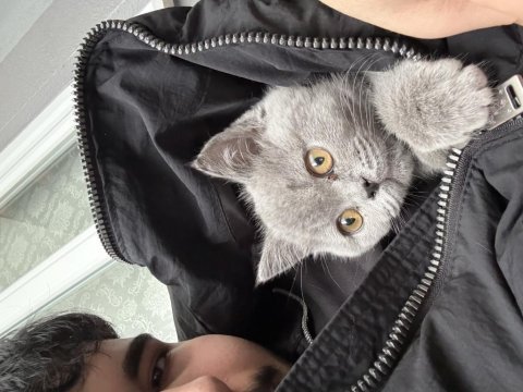 4.5 aylık british shorthair