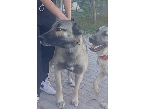 Karakırçıl dişi köpeğimiz