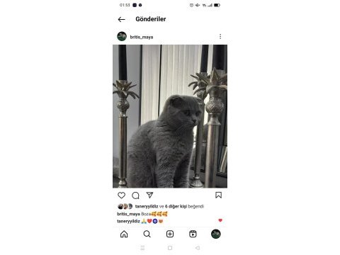 8 kasım doğumlu scottish fold