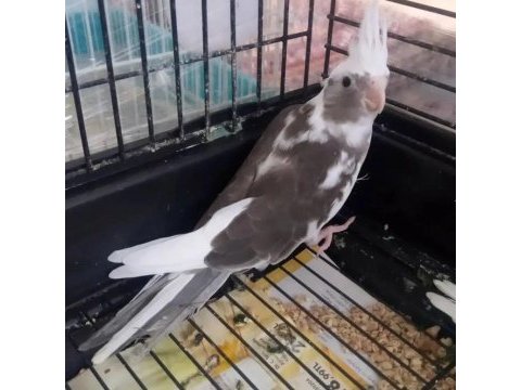 İstanbul çekmeköy sultan papağanı yavru