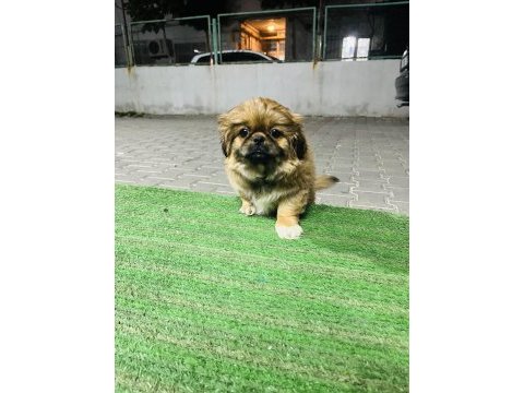 Safkan çin pekinizi 3 aylık
