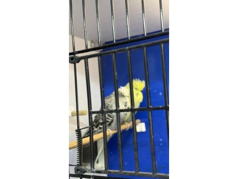 Yumurta yavru garantili show jumbo takım muhabbet kuşu