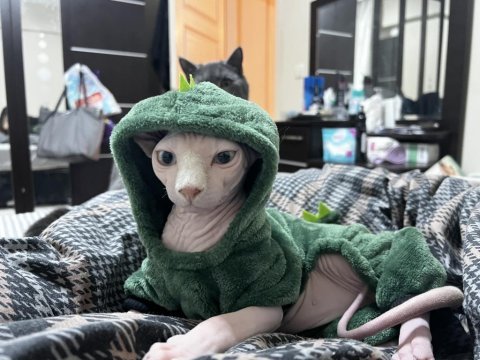 Sfenks pembe erkek kedi