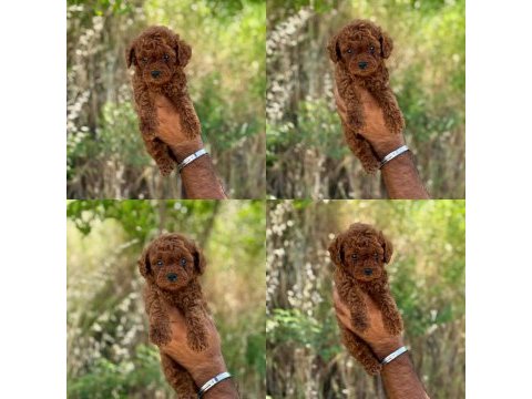 Yavru toy poodle