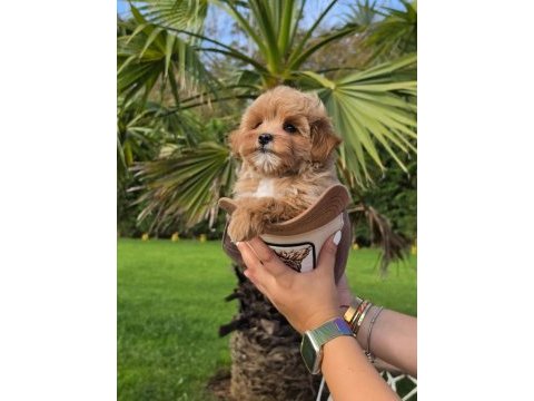 Eğitilebilir maltipoo yavruları ile evinize neşe katın
