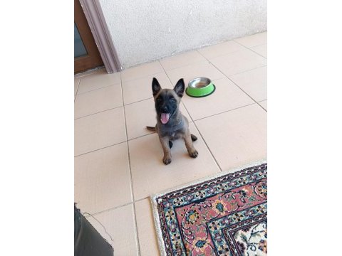 Safkan belçika malinois yavrumuz