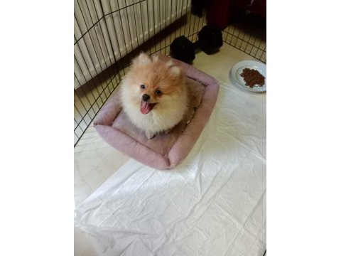 3 aylık dişi pomeranian