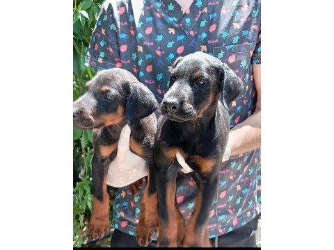 Irk ve sağlık garanti doberman yavrularımız