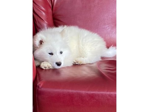 Harika samoyed bebeklerim
