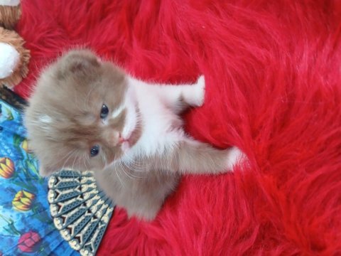 Cinnemon bicolor çikolata ve fawn kardeş kediler