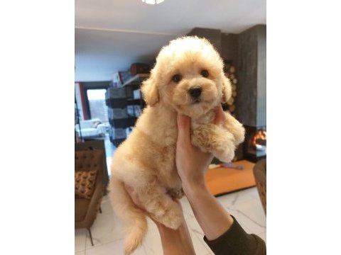 Akıllı ve tüy dökmeyen karakteriyle maltipoo yavrusu
