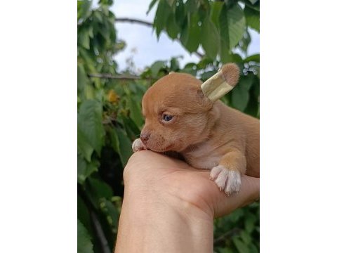Şivava bebek köpeklerim yeni yuvasını arıyor