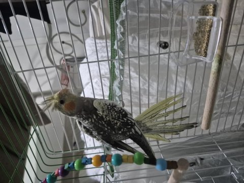 2,5 aylık sultan papağanı